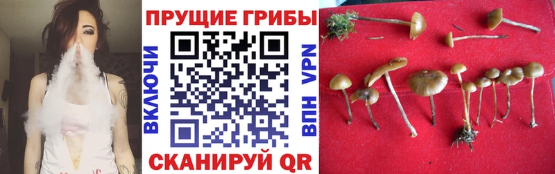 Псилоцибиновые грибы Cubensis  Купить  Печора 